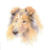 Collie (Rough)