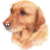 Guide Dog Josie