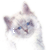 Birman Kitten