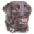 Black Labrador