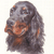 Gordon Setter 2