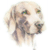 Weimaraner