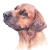 Rhodesian Ridgeback