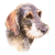 Wire Haired Dachshund
