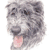 Irish Wolfhound