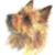 Australian Terrier