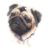 Pug
