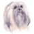 Lhasa Apso 2